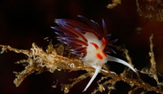 Buceo Club Isla hormiga 2.jpg